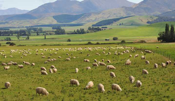 Immigration New Zealand speeds up visa processing times